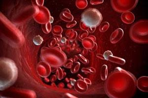 Anpassungen der Blutzelle durch Training