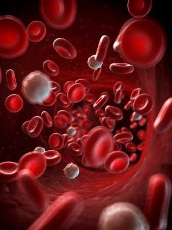 Blutzellen im Körper