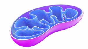 Anpassungen Mitochondrien Halbmarathon 300